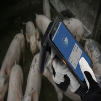 iData手持終端RFID設(shè)備在畜牧行業(yè)中，實現(xiàn)生豬管理盤點